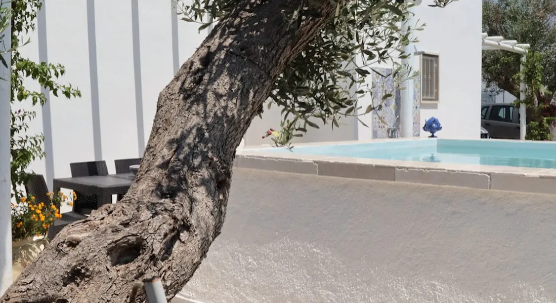Ulivo secolare accanto alla piscina di casa