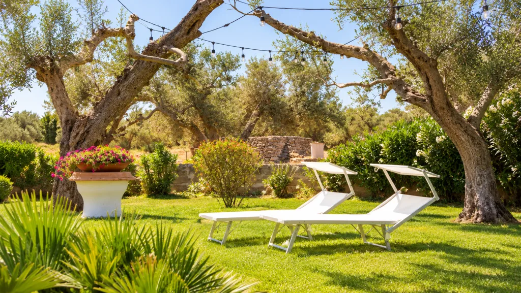 Due lettini prendisole sotto gli ulivi secolari