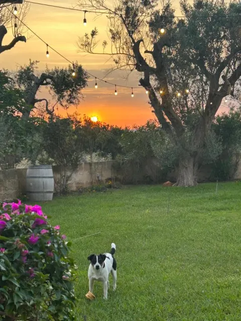 Cane nel giardino al tramonto