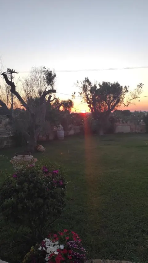 Tramonto sul giardino con gli ulivi